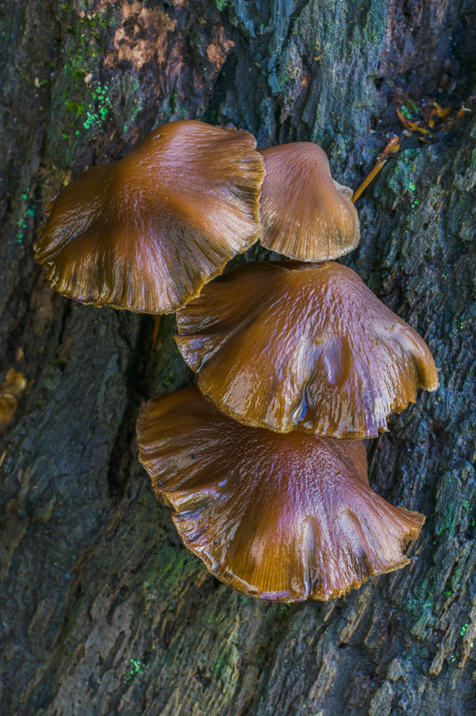 Mushroom