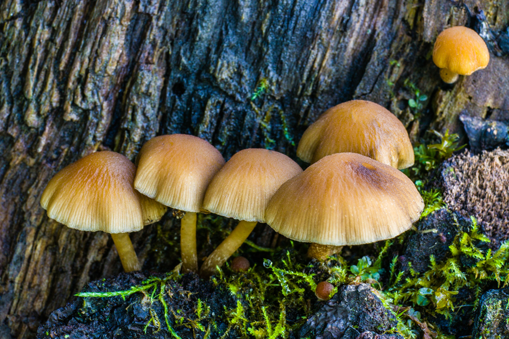 Mushroom