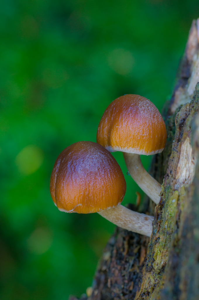 Mushroom