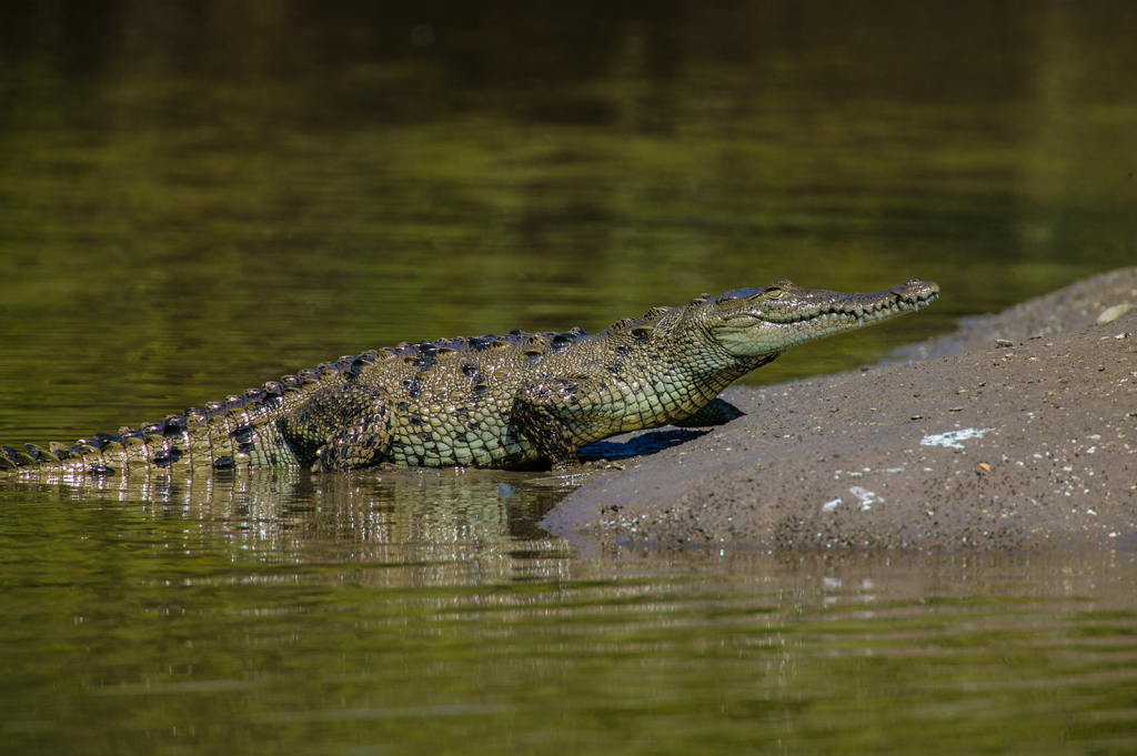 Alligator