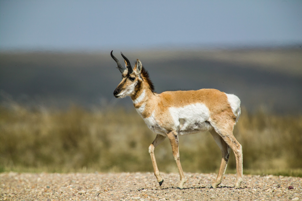 Antelope