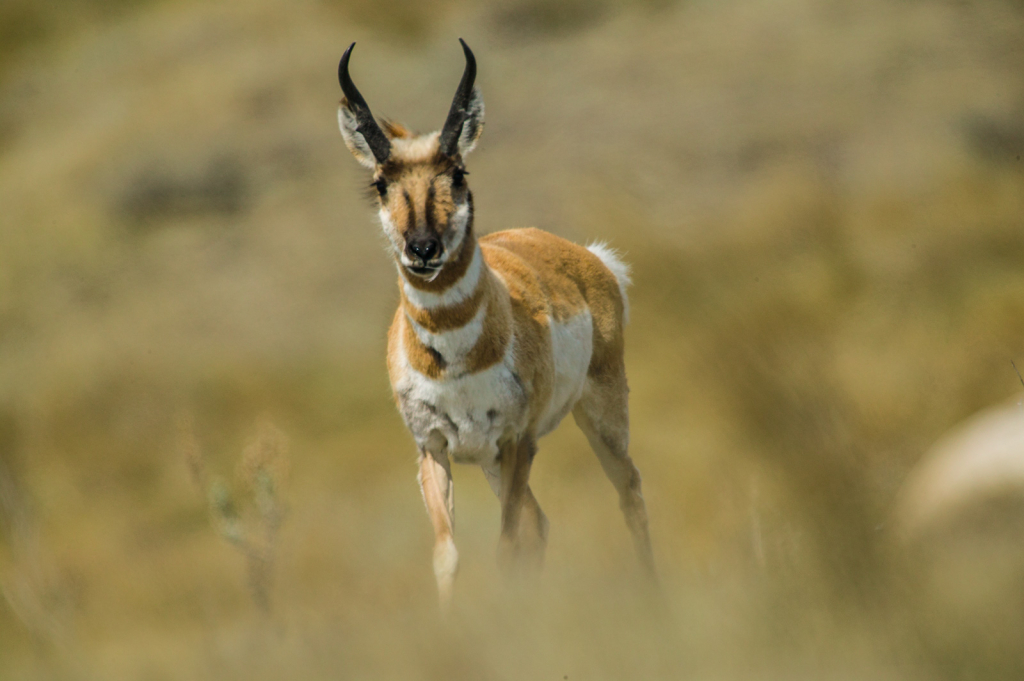 Antelope