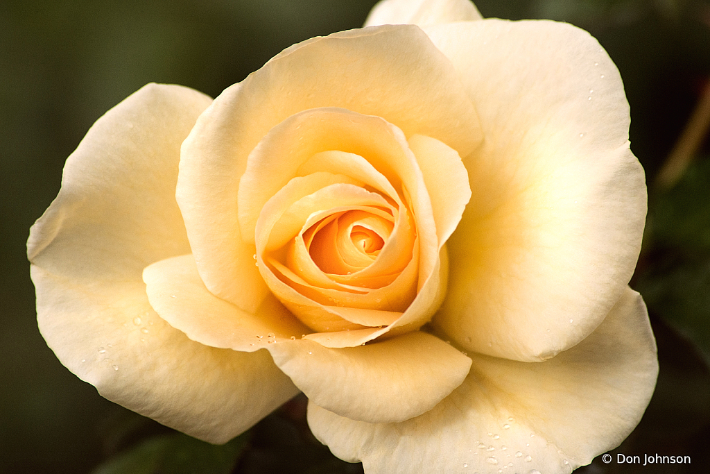 Pale Yellow Rose 10-24-21 204