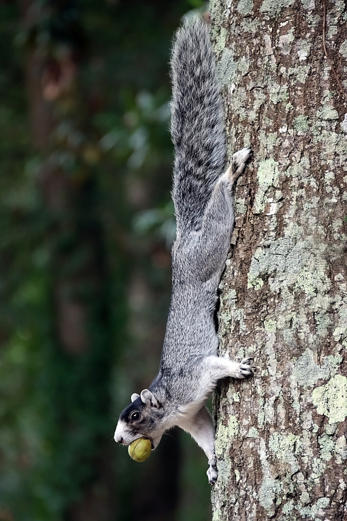 Grey Fox Squirrel