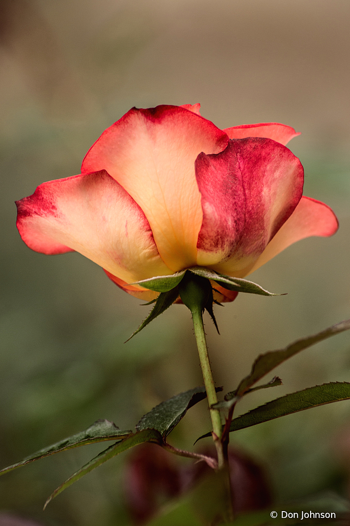 Rose in Profile 10-24-21 324