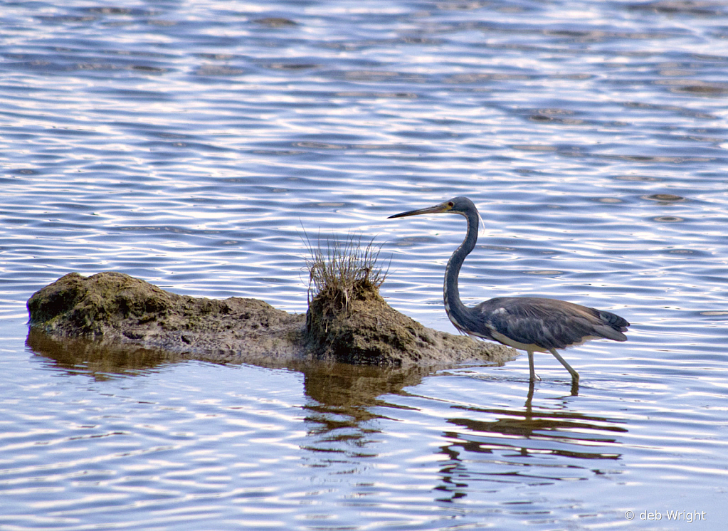 Tri-Colored Heron