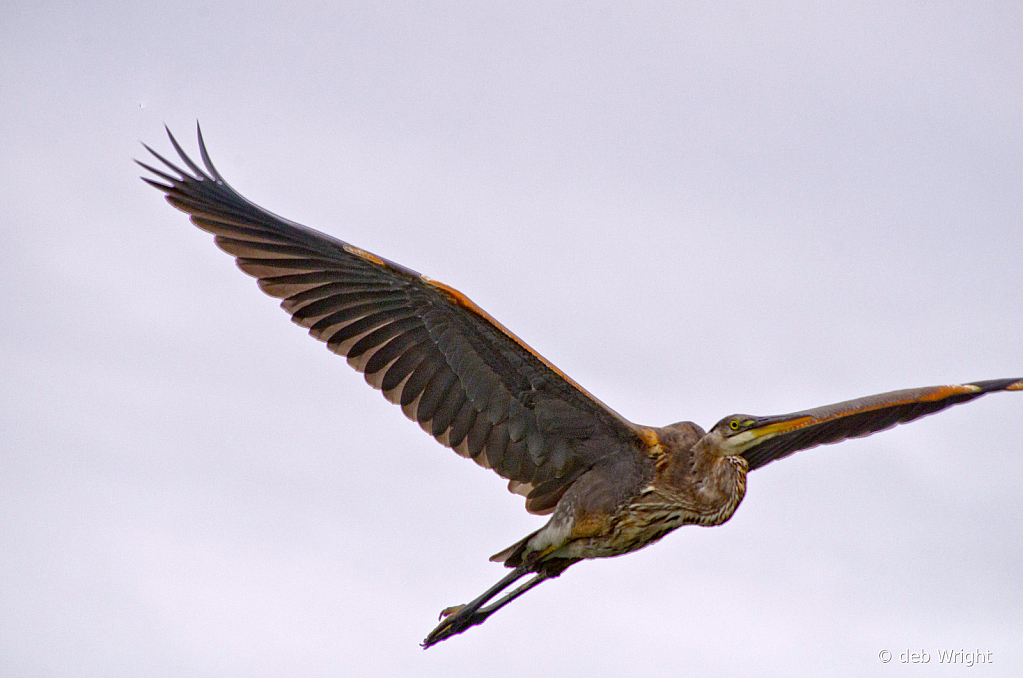 Great Blue Heron