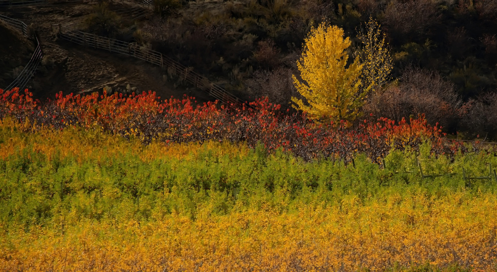 Autumn Colours