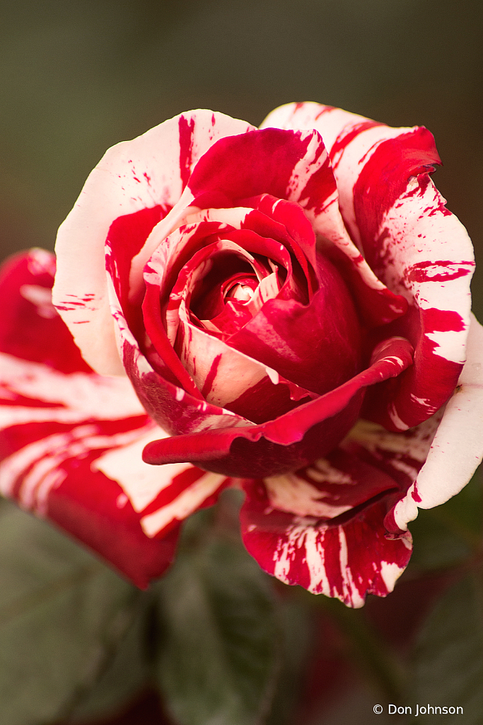 Amazing Rose 10-24-21 272
