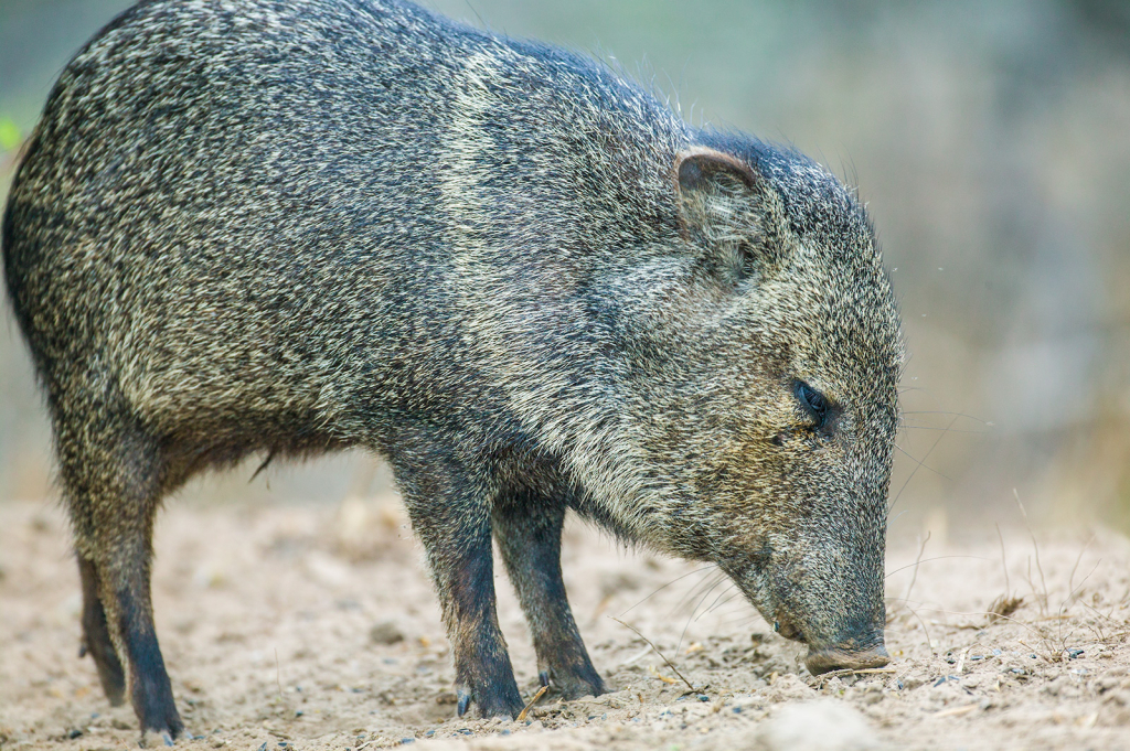 Javalina