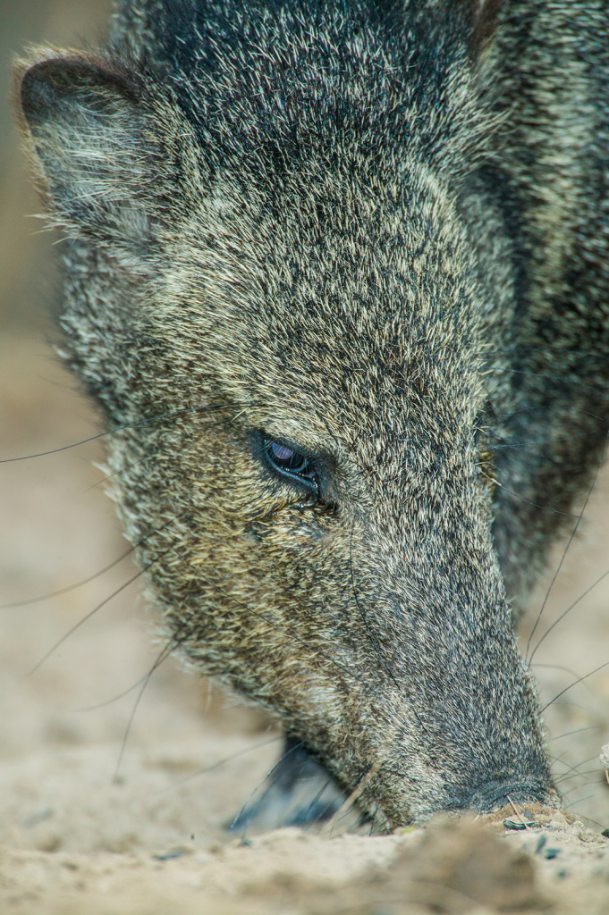 Javalina