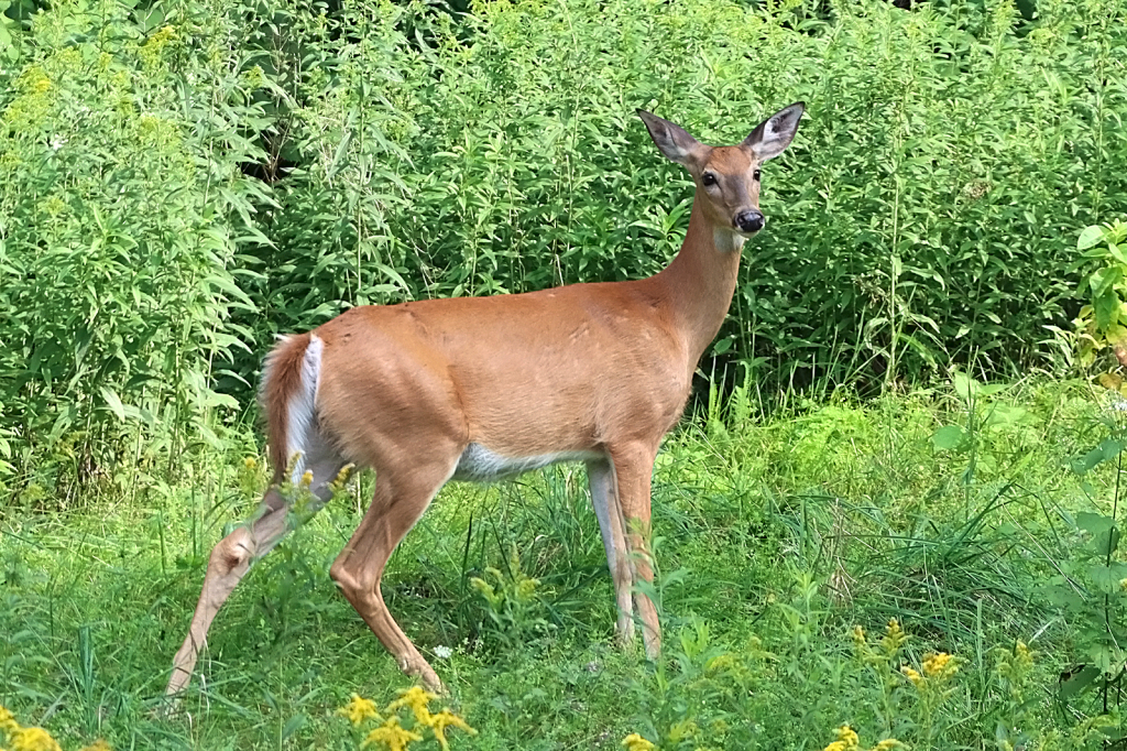 Deer