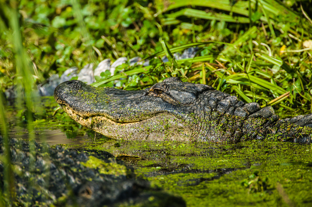Alligator