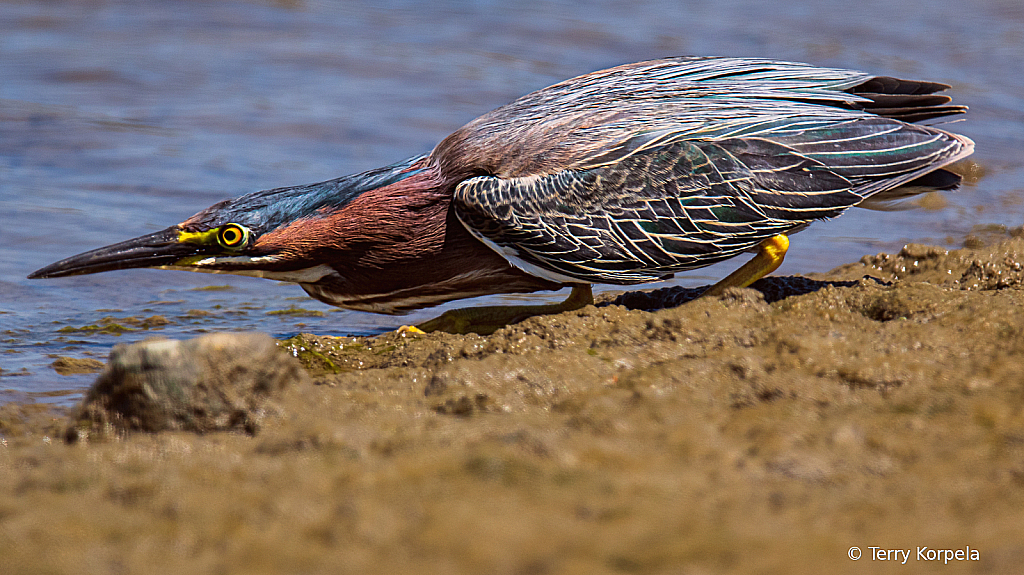 Looking For Lunch!