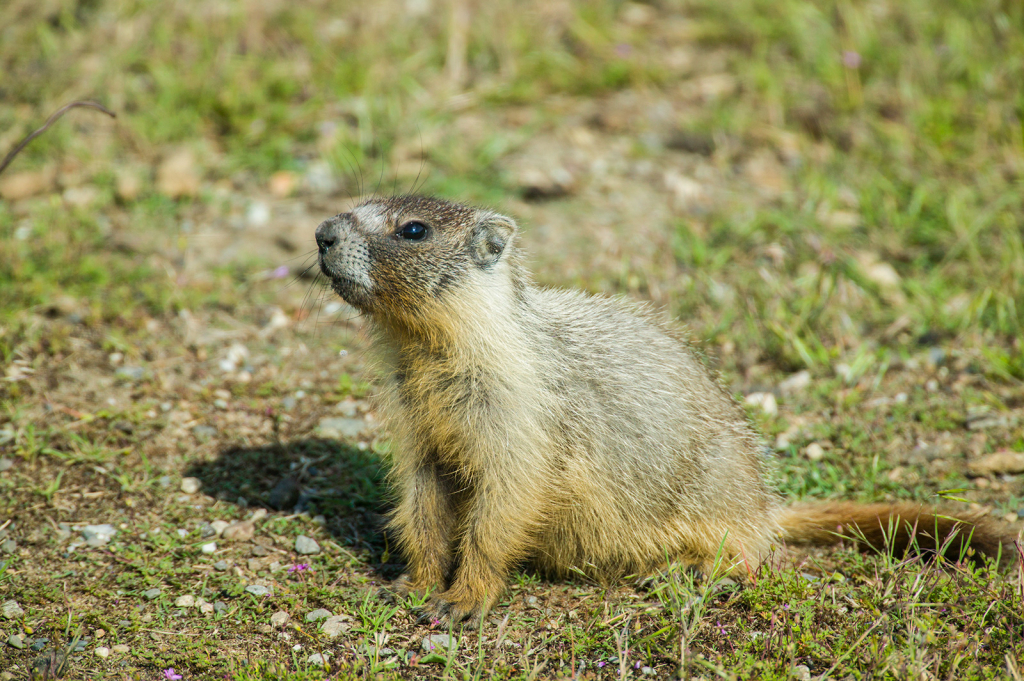 Marmot