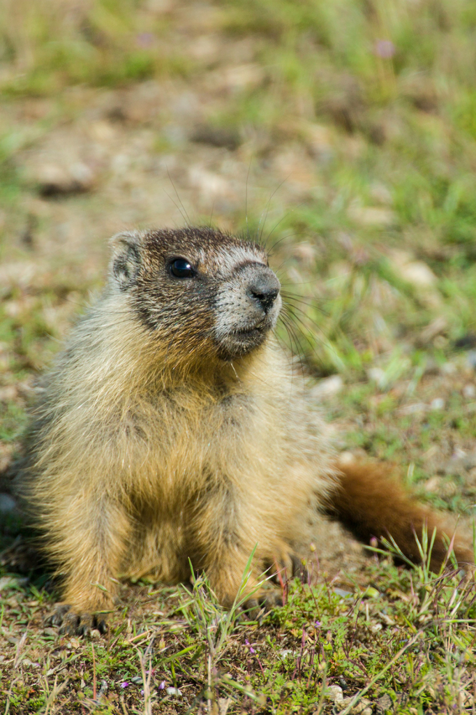 Marmot