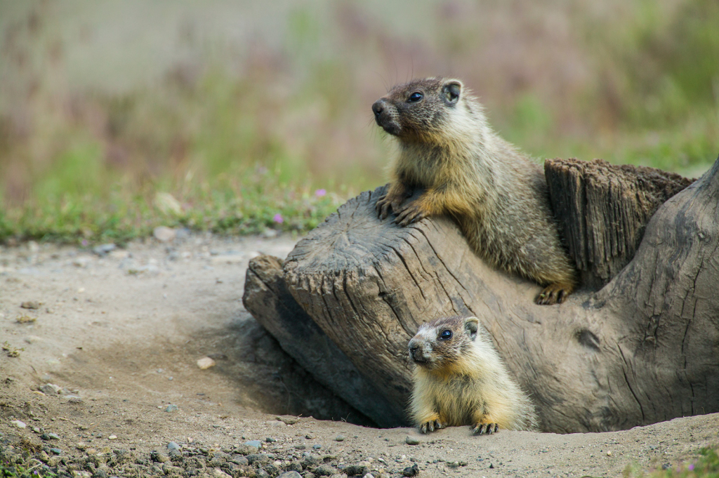 Marmot