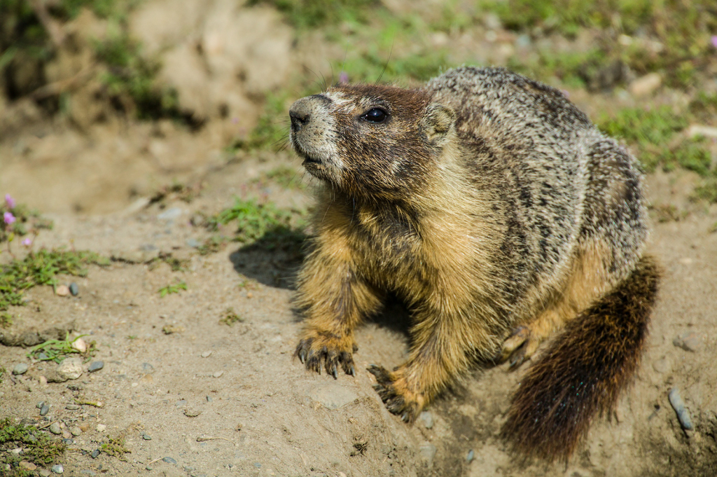 Marmot