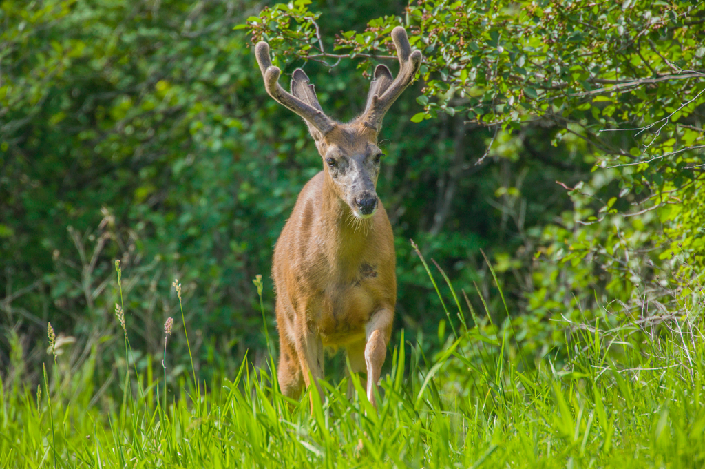 Deer