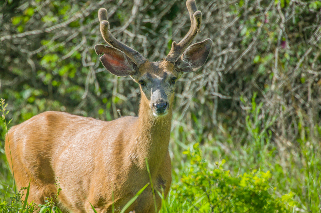 Deer