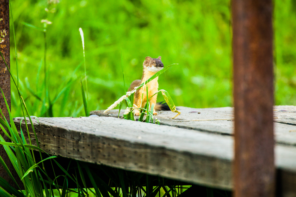 Weasel having a nap