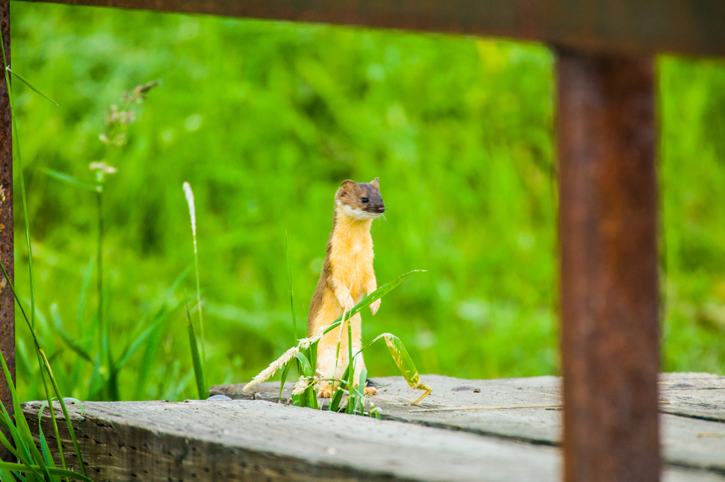 Weasel