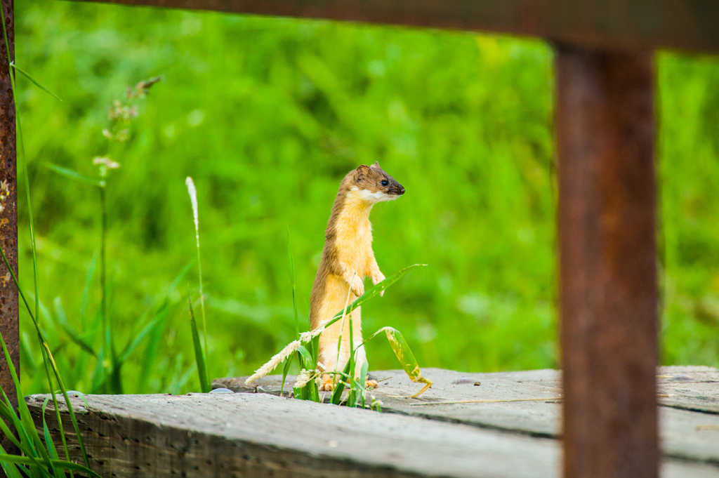 Weasel