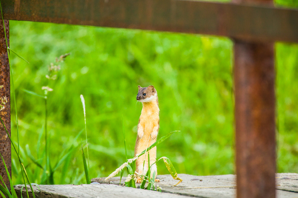 Weasel