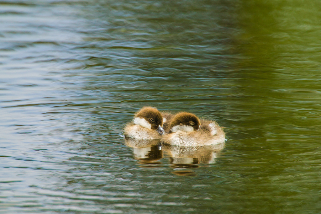 Ducks