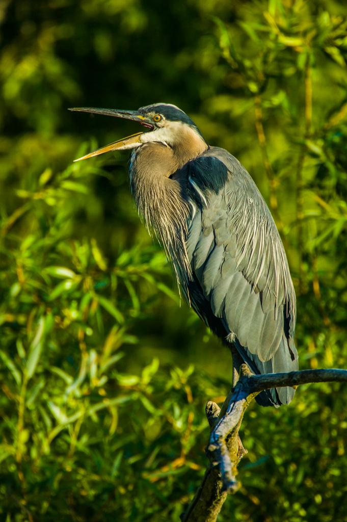 Great Blue Heron
