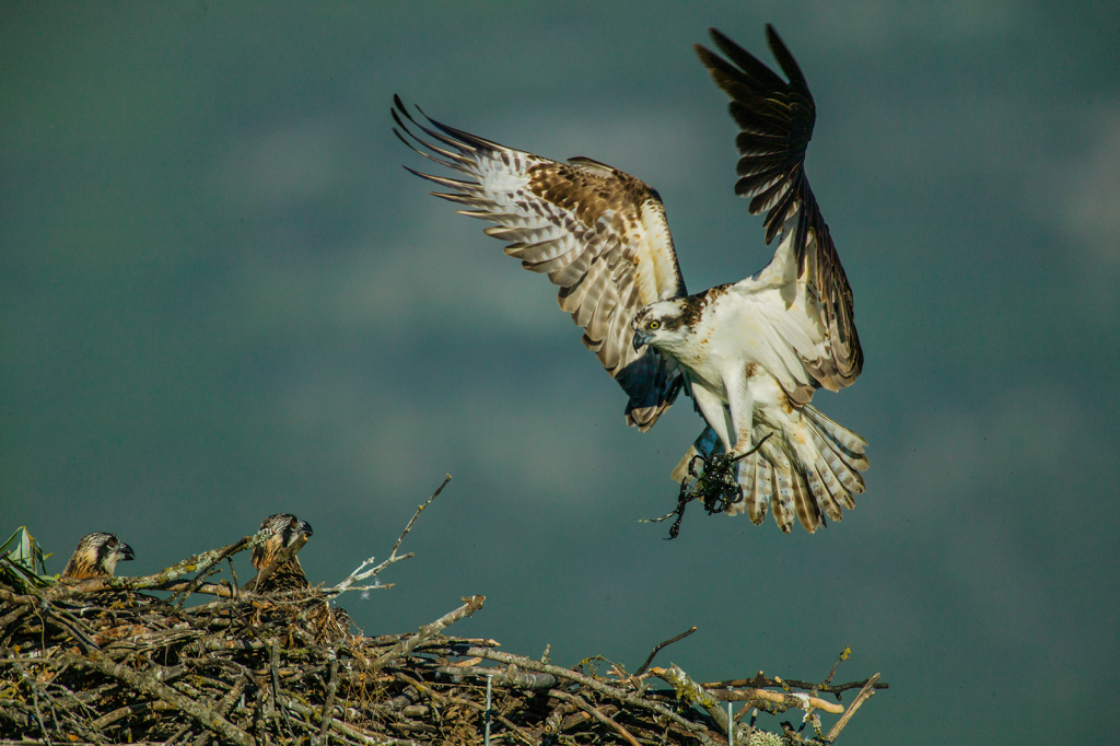 Osprey