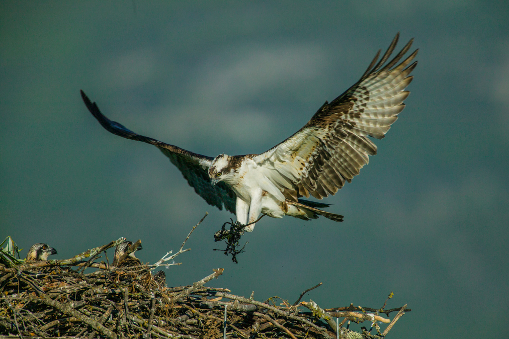 Osprey