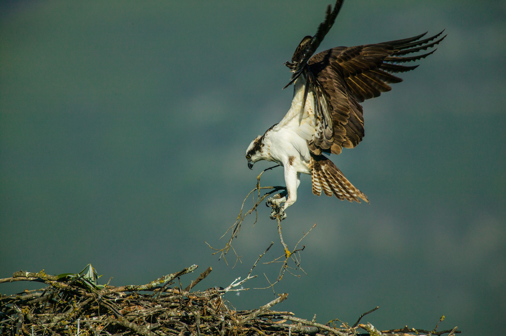 Osprey