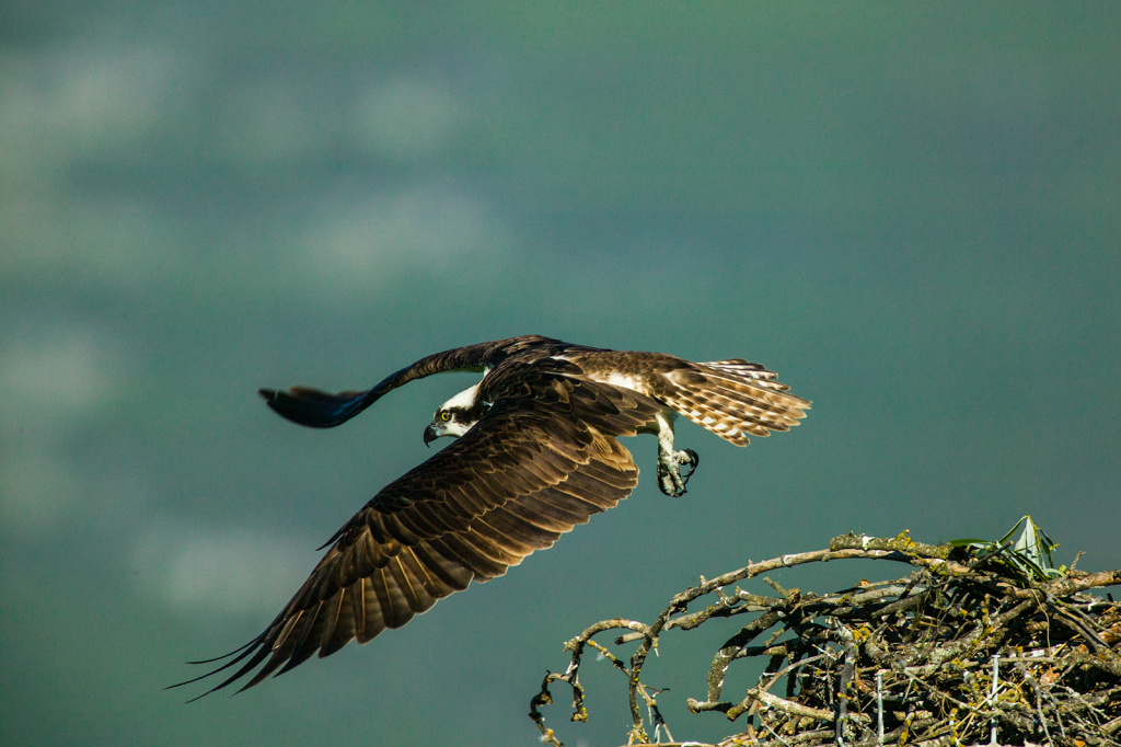 Osprey