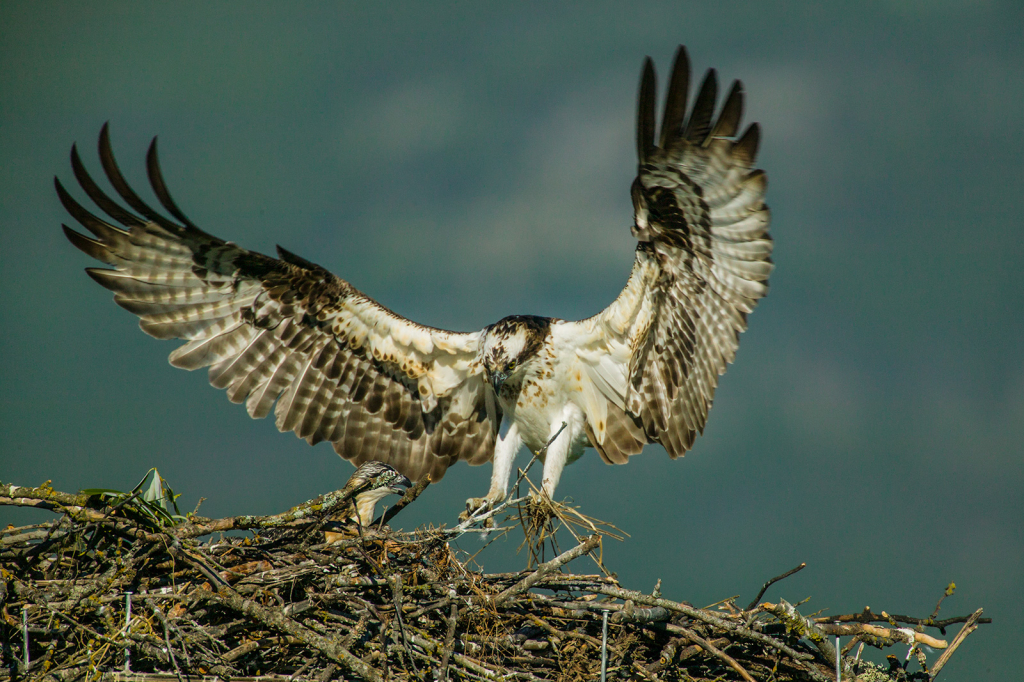 Osprey