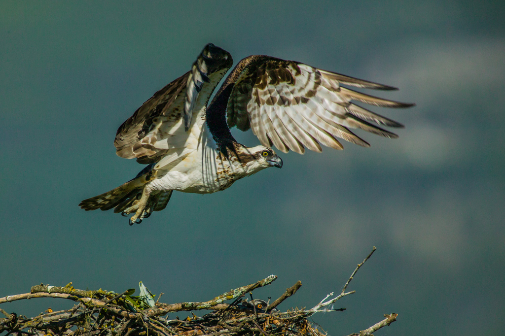 Osprey