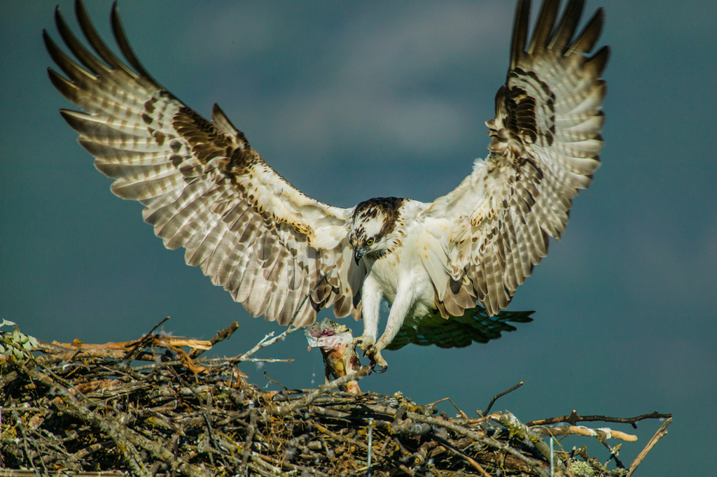 Osprey