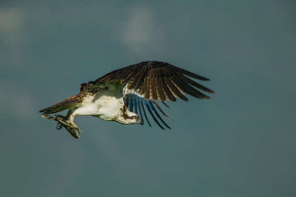 Osprey