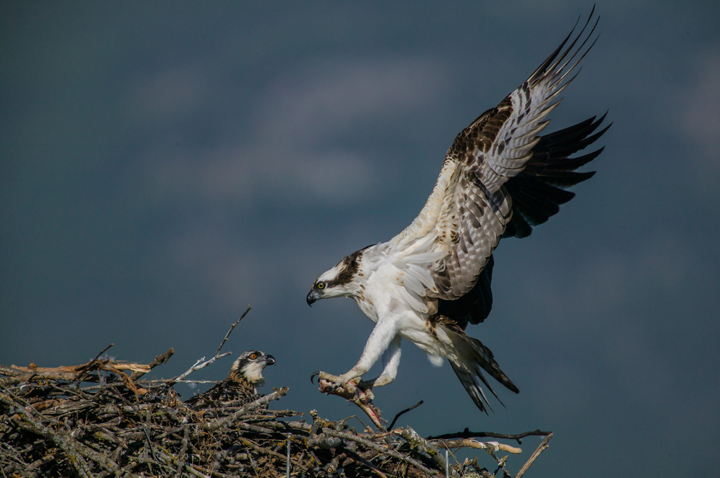 Osprey