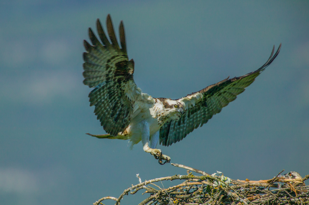 Osprey