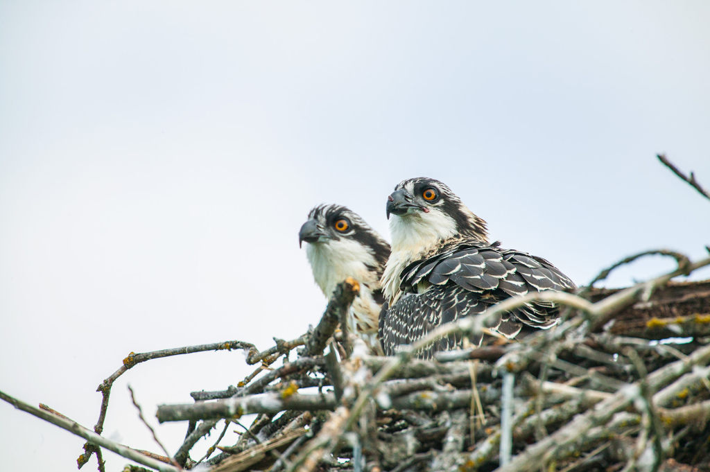Osprey Twins