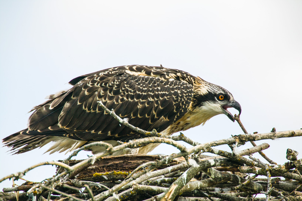 Osprey Nest Building