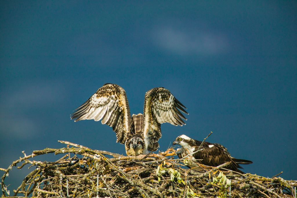 Osprey