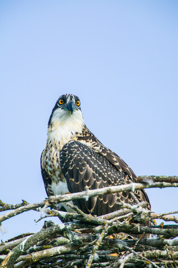 Osprey