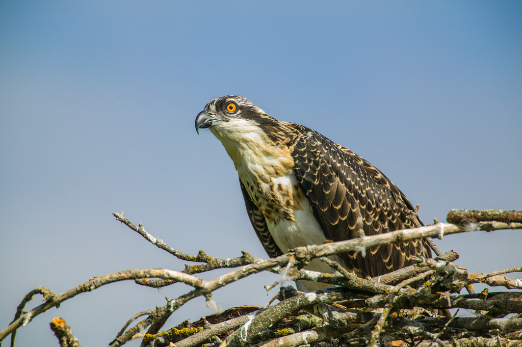 Osprey
