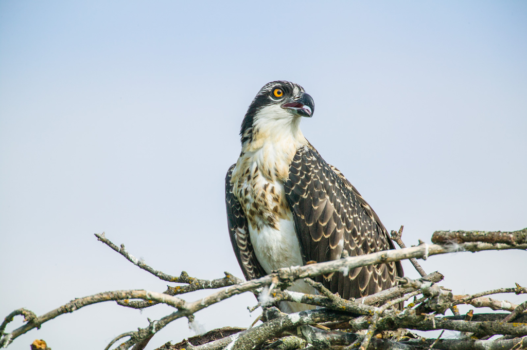 Osprey