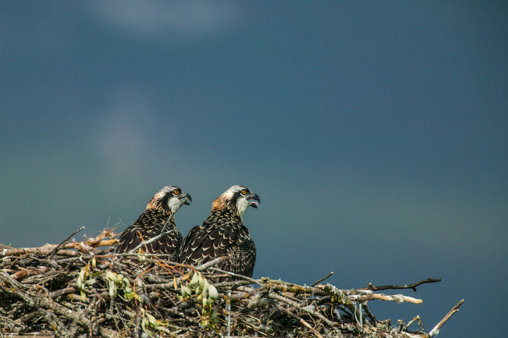 Osprey Twins