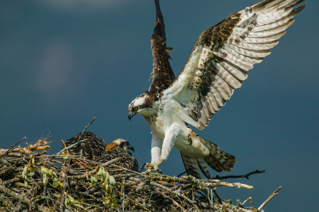 Osprey