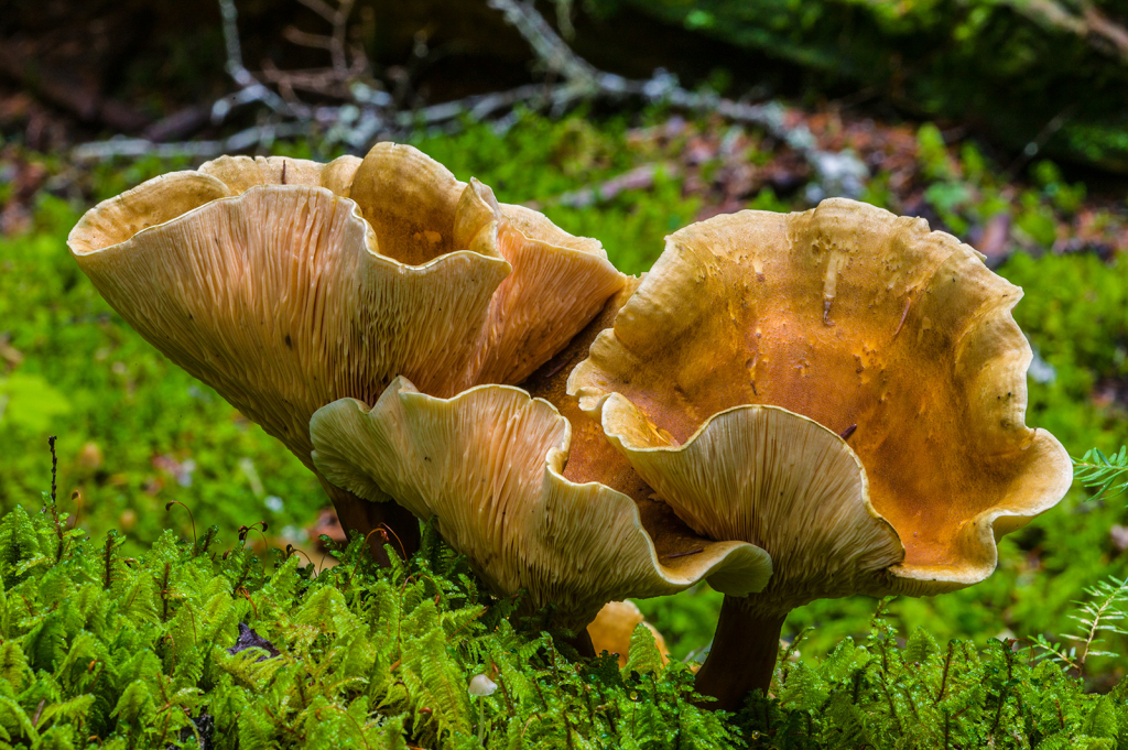 Mushroom