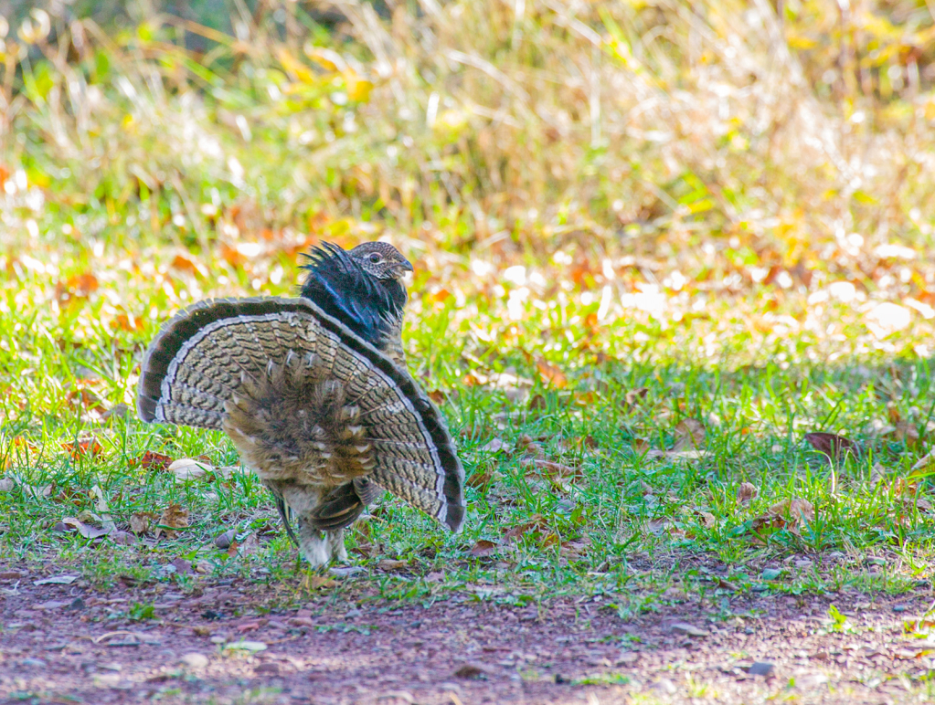 Ruffed Grouse